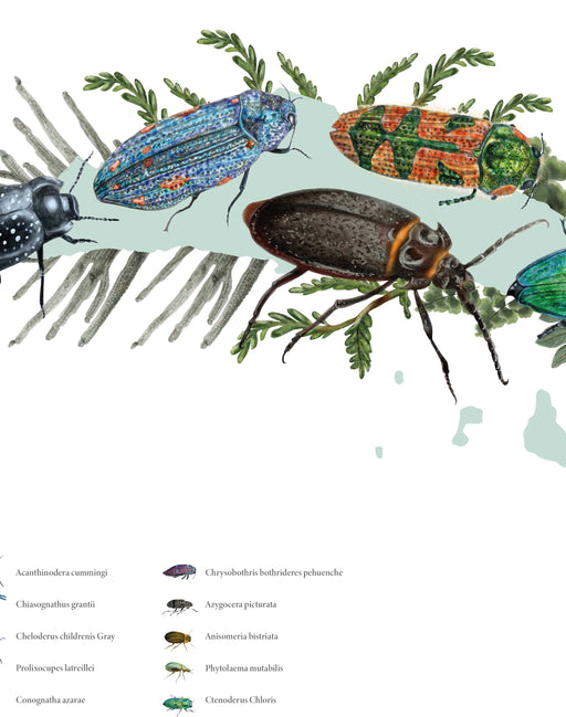 Mapa de Escarabajos de Chile - Lámina - Mappin