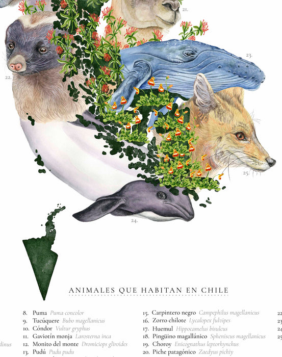 Map of Animals that Inhabit Chile - Framed
