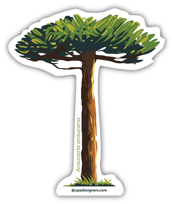 Sticker Araucaria