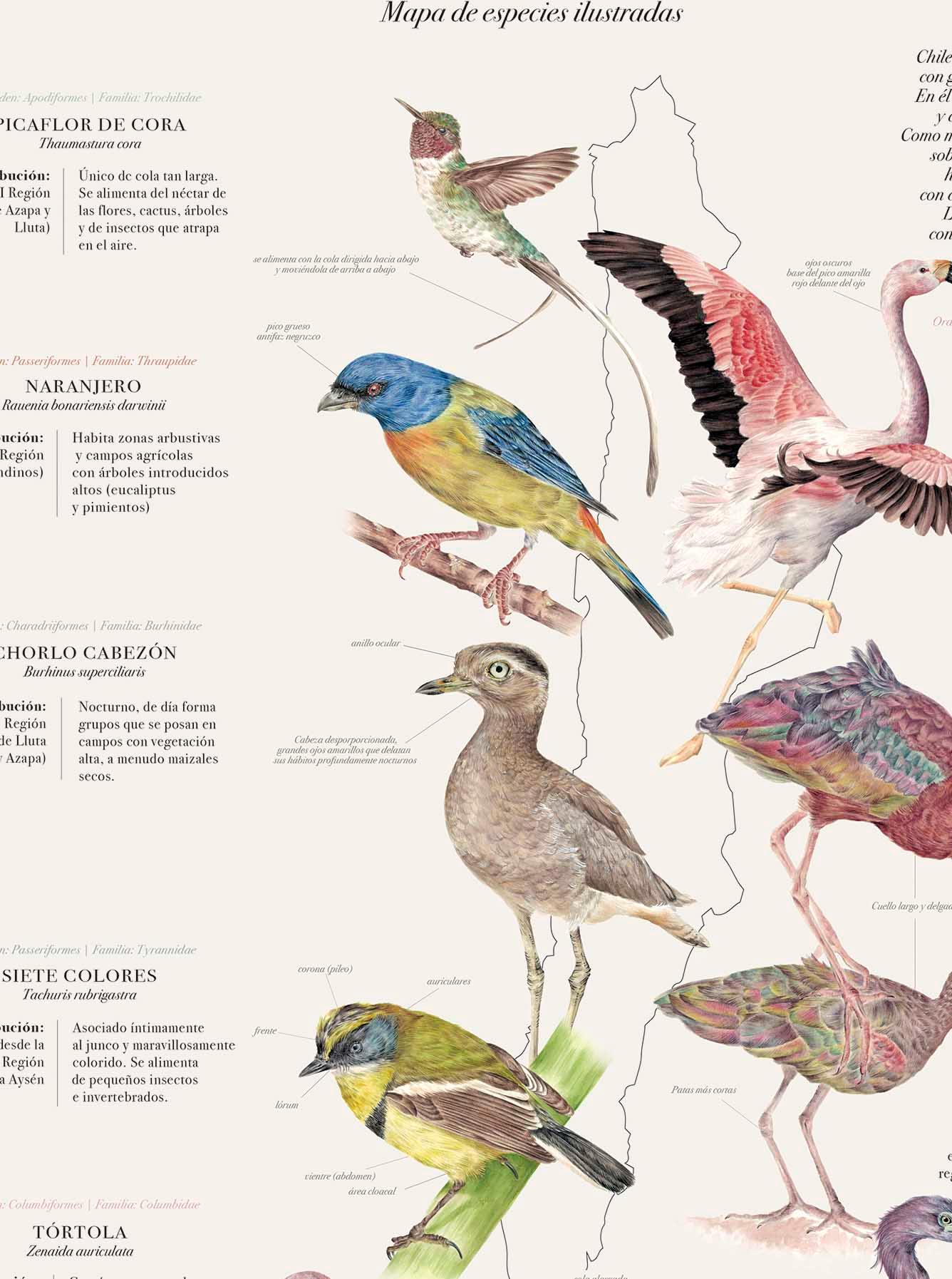 Aves de Chile Plumíferos Fantásticos - Lámina - Mappin