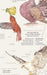 Aves de Chile Plumíferos Fantásticos - Enmarcado - Mappin