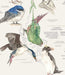 Aves de Chile Plumíferos Fantásticos - Enmarcado - Mappin