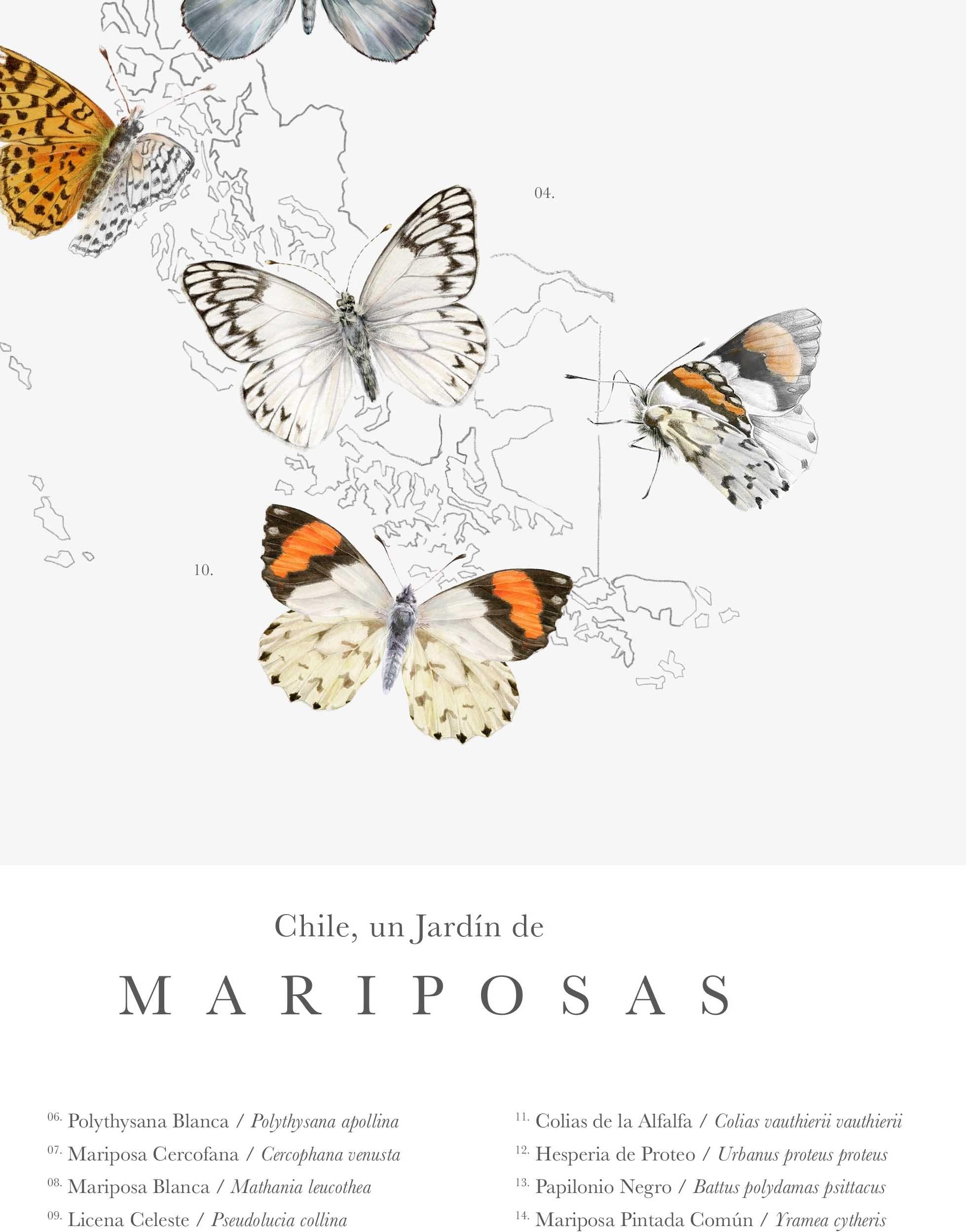 Chile un Jardín de Mariposas - Lámina - Mappin