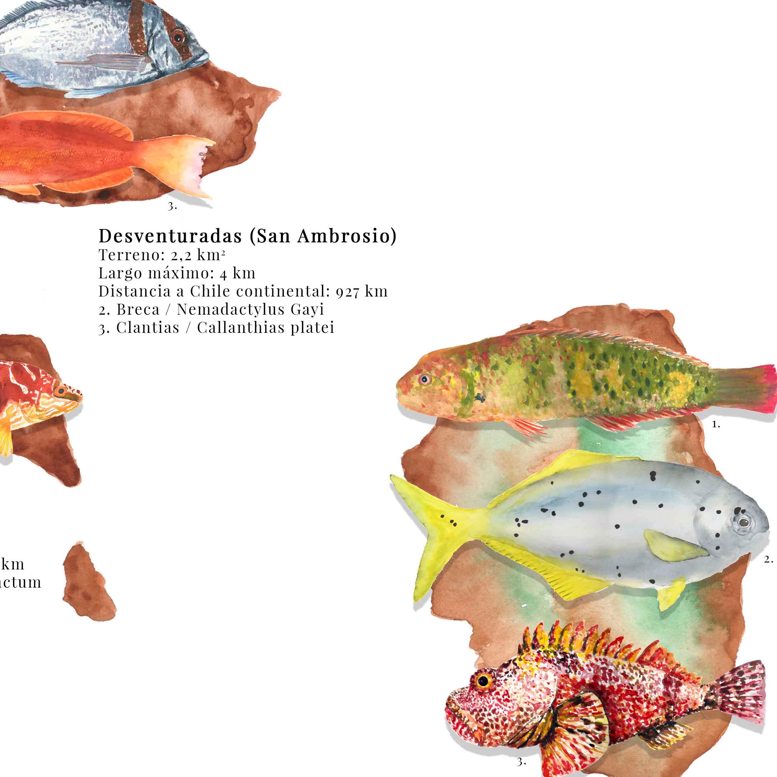 Peces Endémicos de Chile Insular - Enmarcado - Mappin