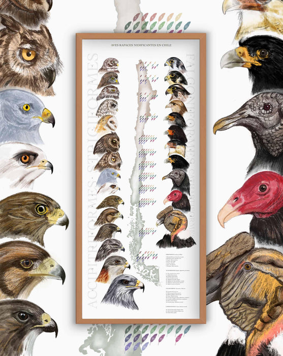Aves Rapaces Nidificantes de Chile - Enmarcado - Mappin