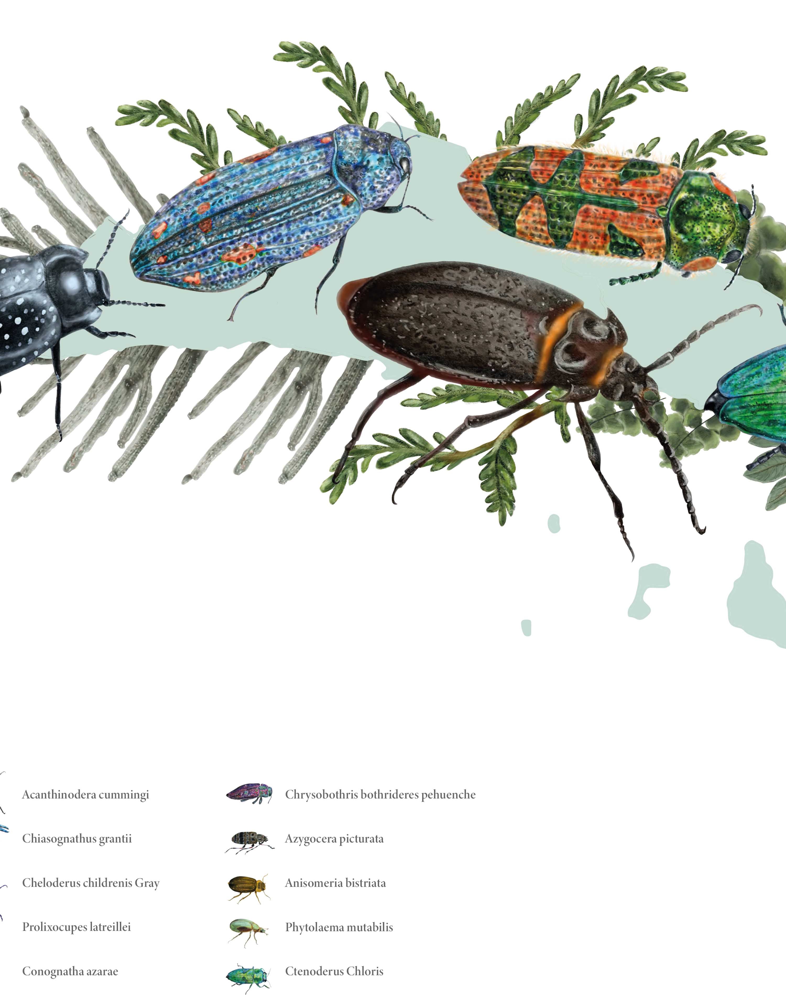Mapa de Escarabajos de Chile - Enmarcado