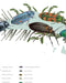 Mapa de Escarabajos de Chile - Enmarcado - Mappin