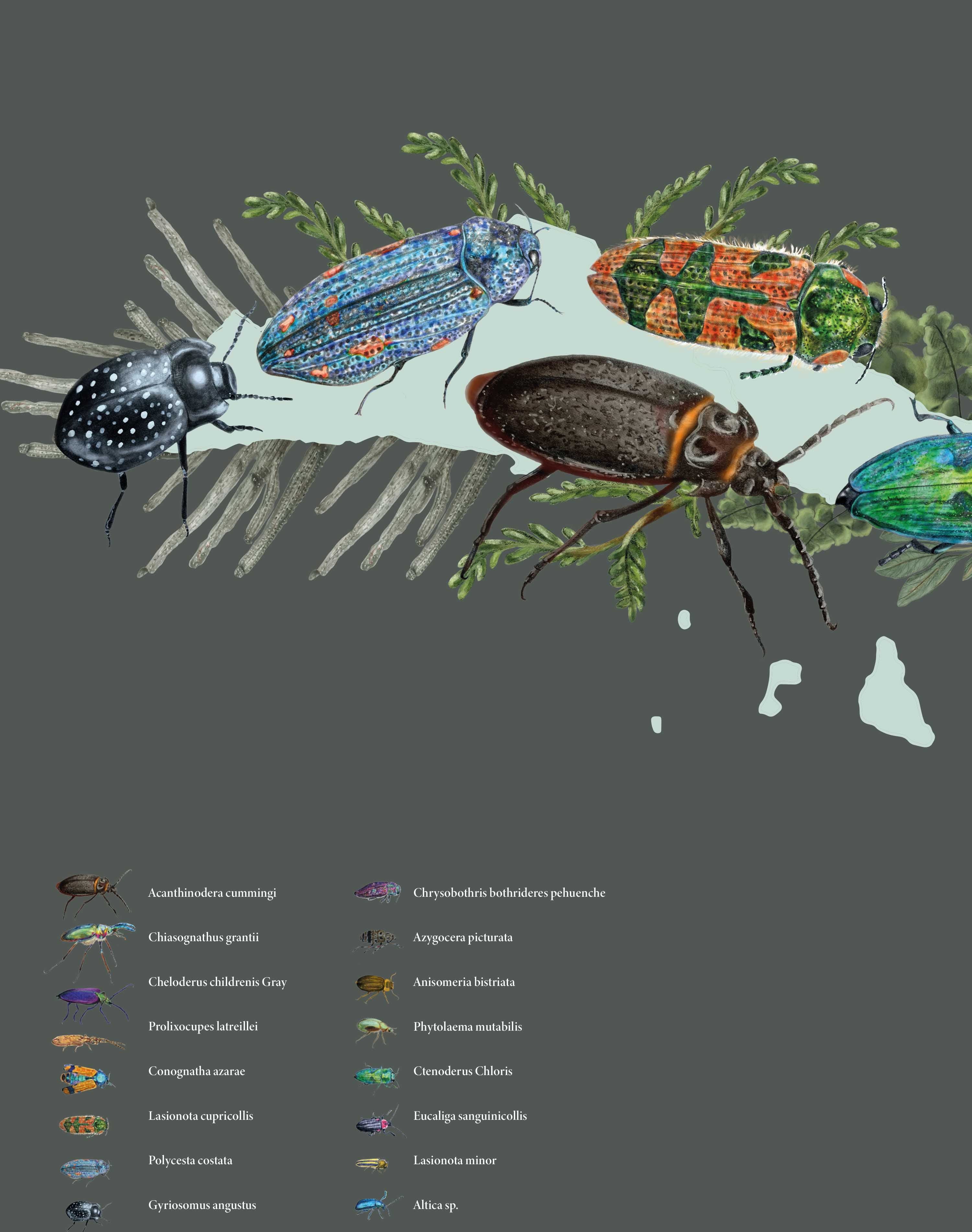 Mapa de Escarabajos de Chile - Lámina
