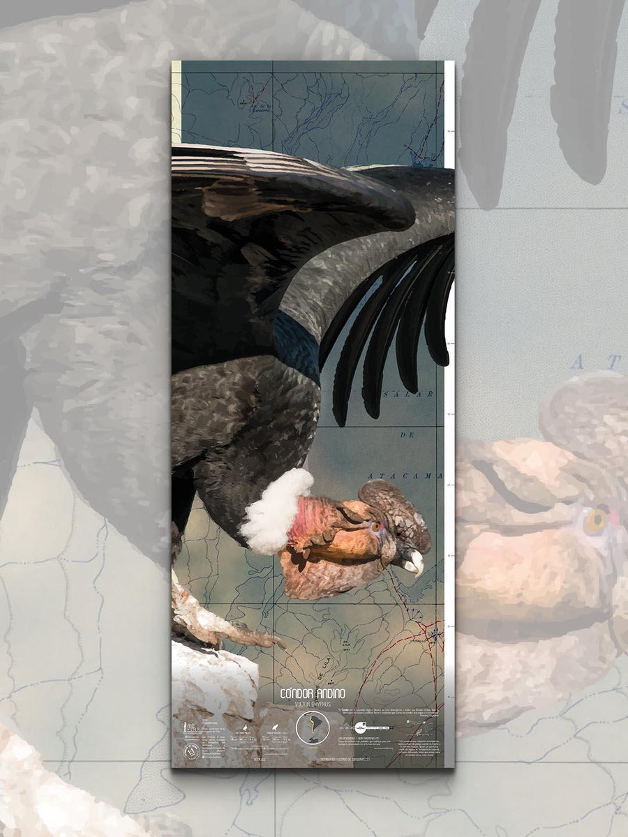 Condor Scale Andean Condor Scale Art - Art Print – Mappin