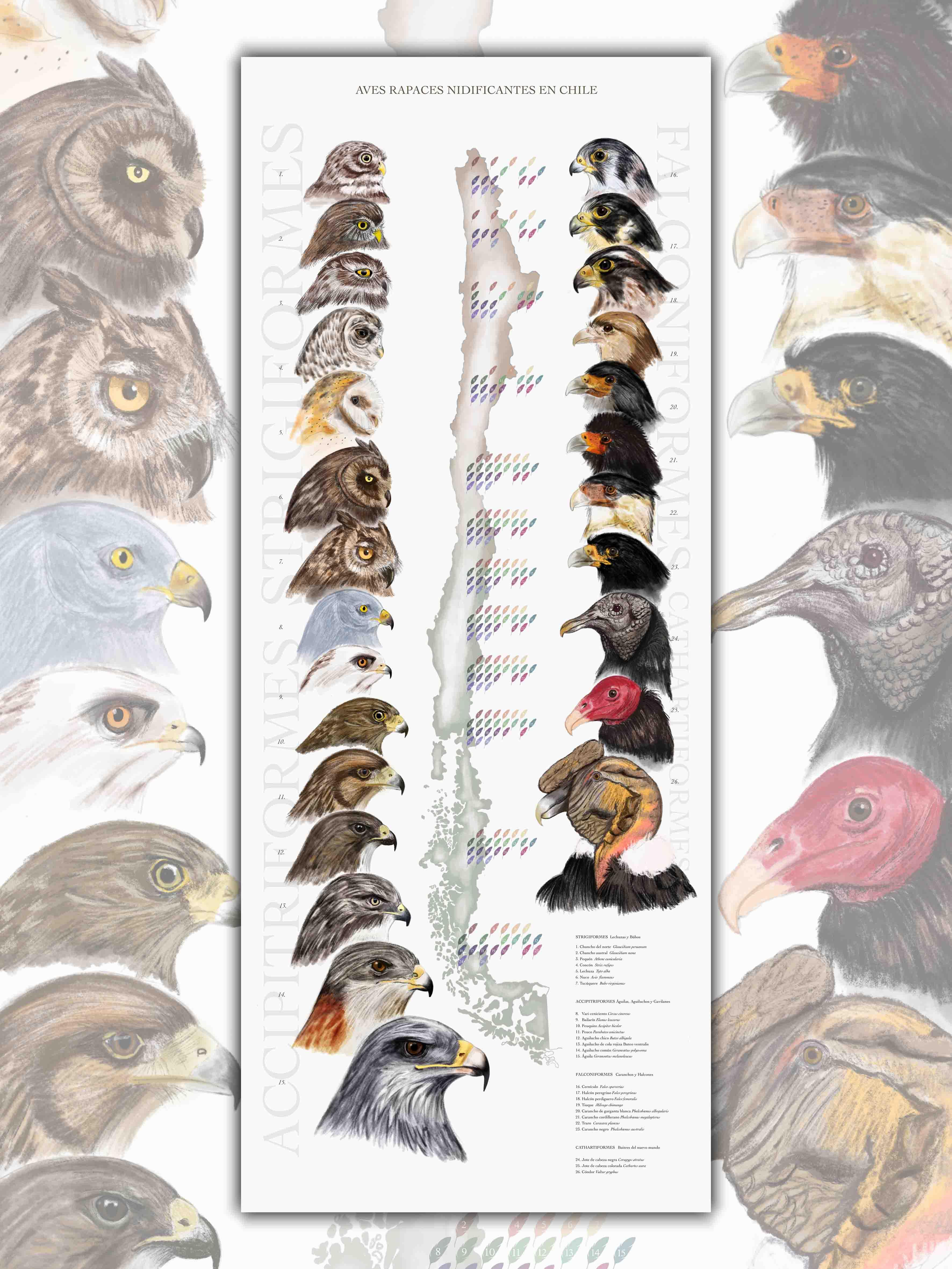 Aves Rapaces Nidificantes de Chile - Lámina - Mappin