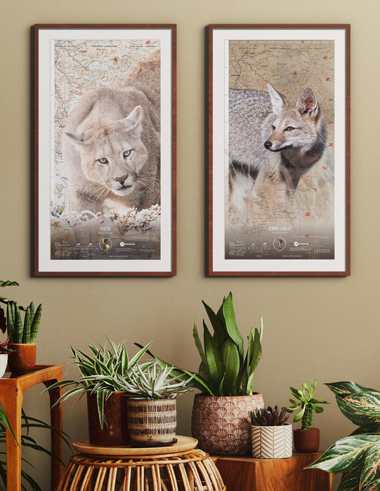 Cougar Scale Art - Art Print