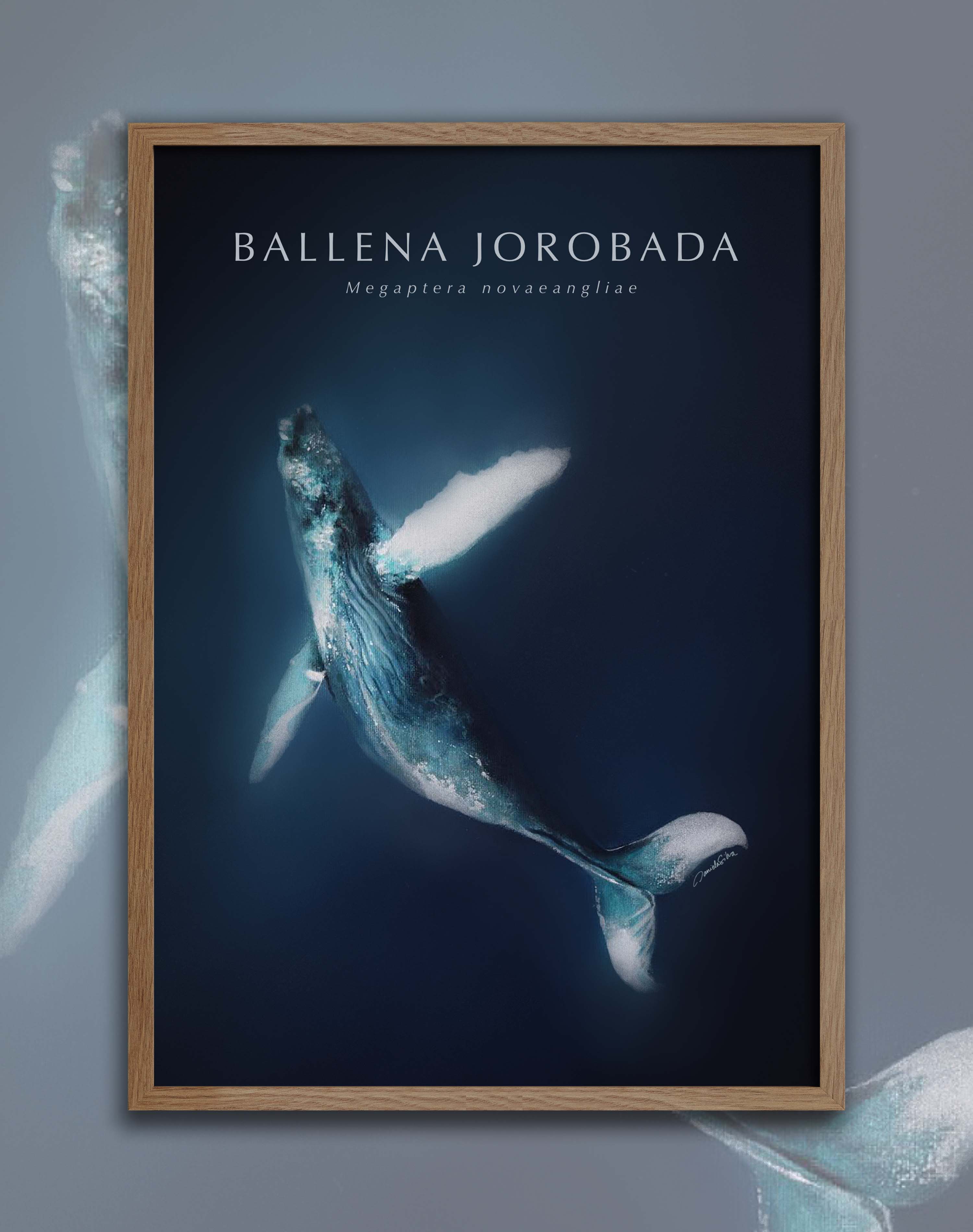 Poster Ballena Jorobada - Enmarcado