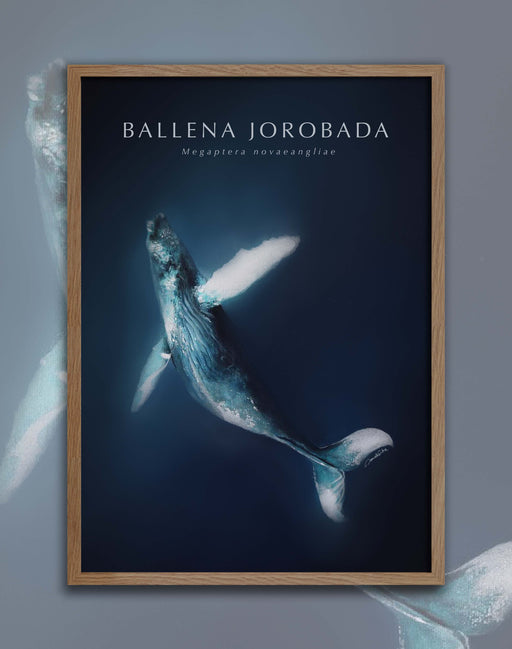 Poster Ballena Jorobada - Enmarcado - Mappin