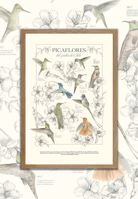 Chilean Hummingbird Poster - Framed