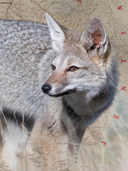 Fox Screams Scale Art - Art Print