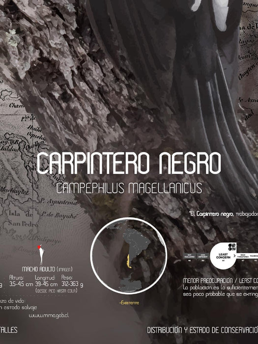 Carpintero Negro Arte Escala - Enmarcado - Mappin
