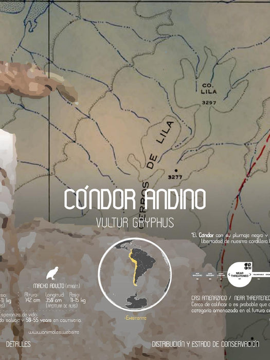 Cóndor Andino Arte Escala - Lámina - Mappin