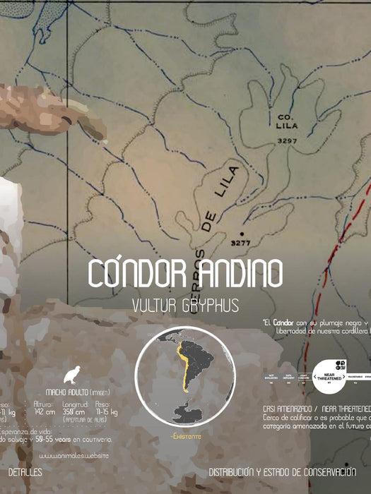 Cóndor Andino Arte Escala - Enmarcado - Mappin