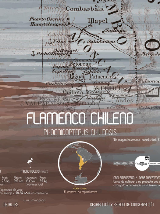 Flamenco Arte Escala - Lámina - Mappin