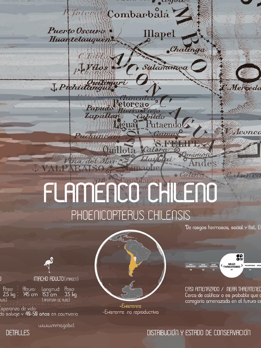 Flamenco Arte Escala - Enmarcado - Mappin