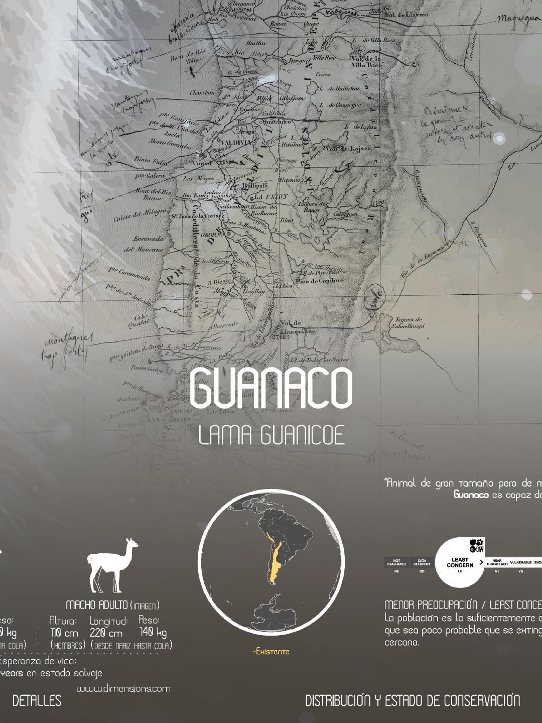 Guanaco Arte Escala - Enmarcado - Mappin