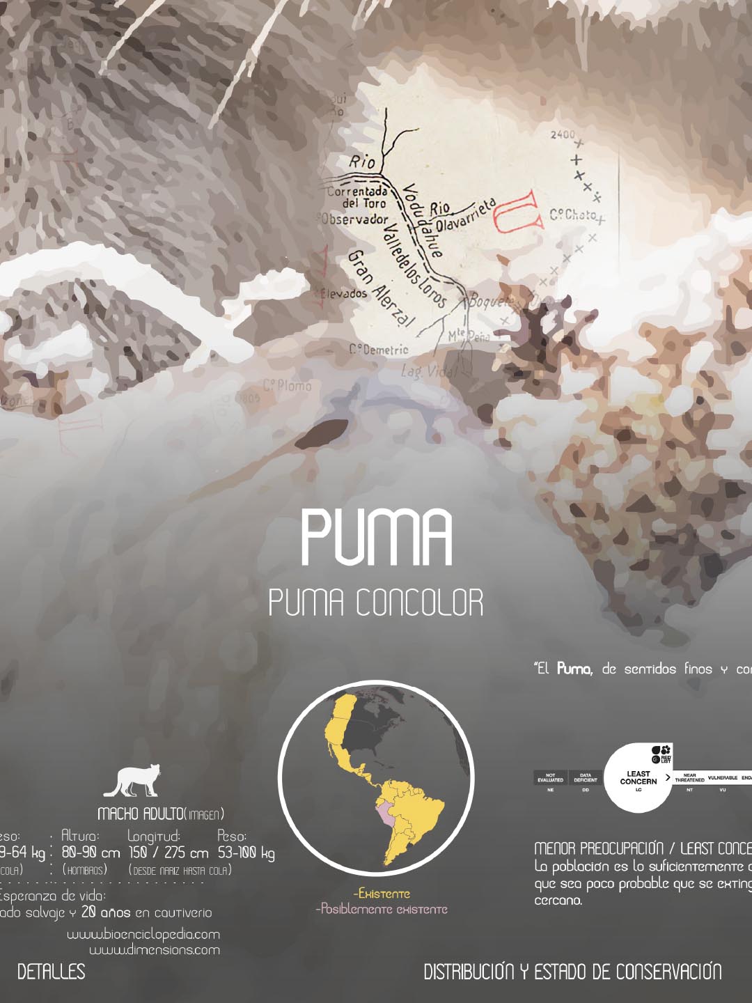 Puma Arte Escala - Enmarcado