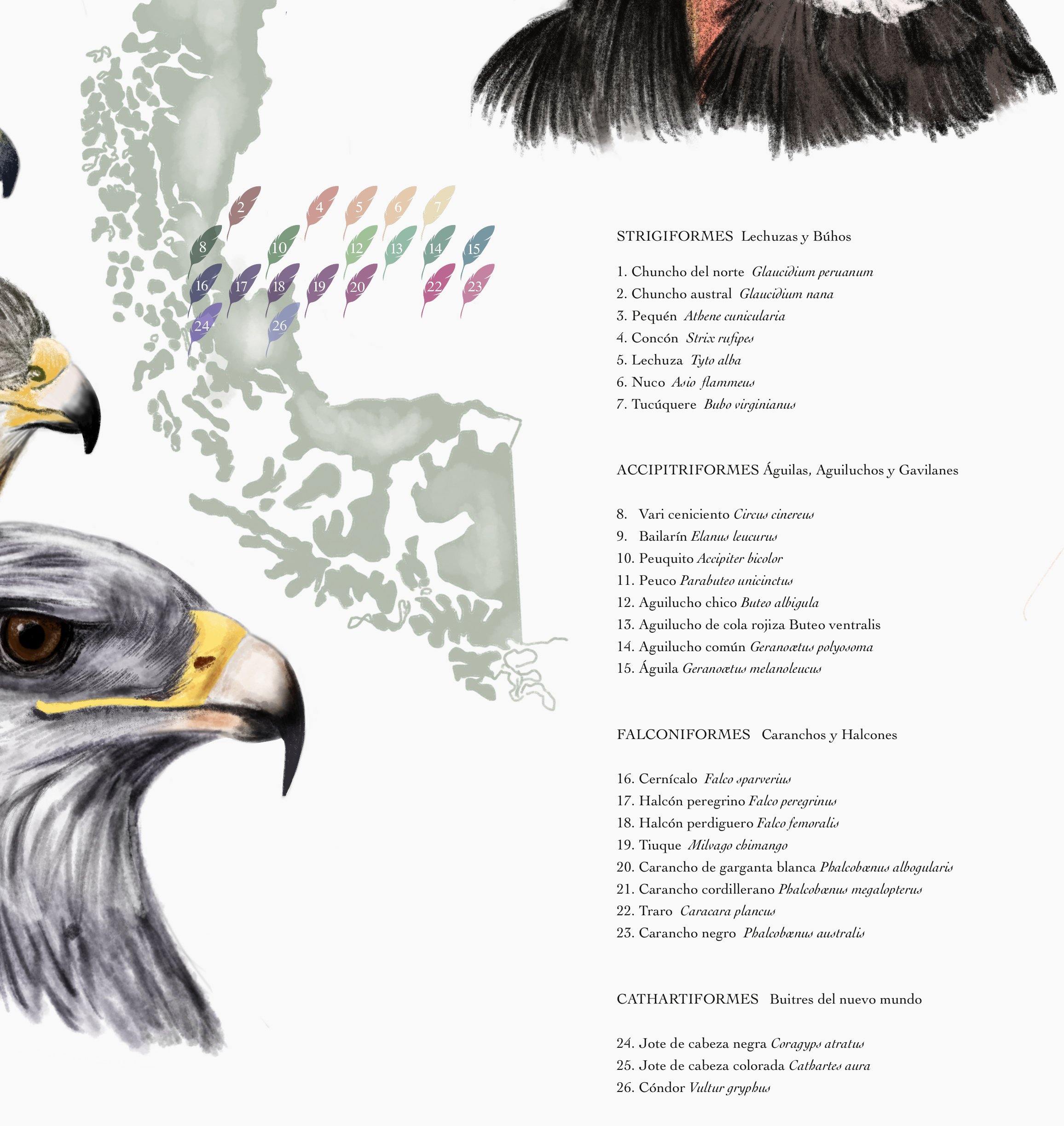 Aves Rapaces Nidificantes de Chile - Enmarcado - Mappin