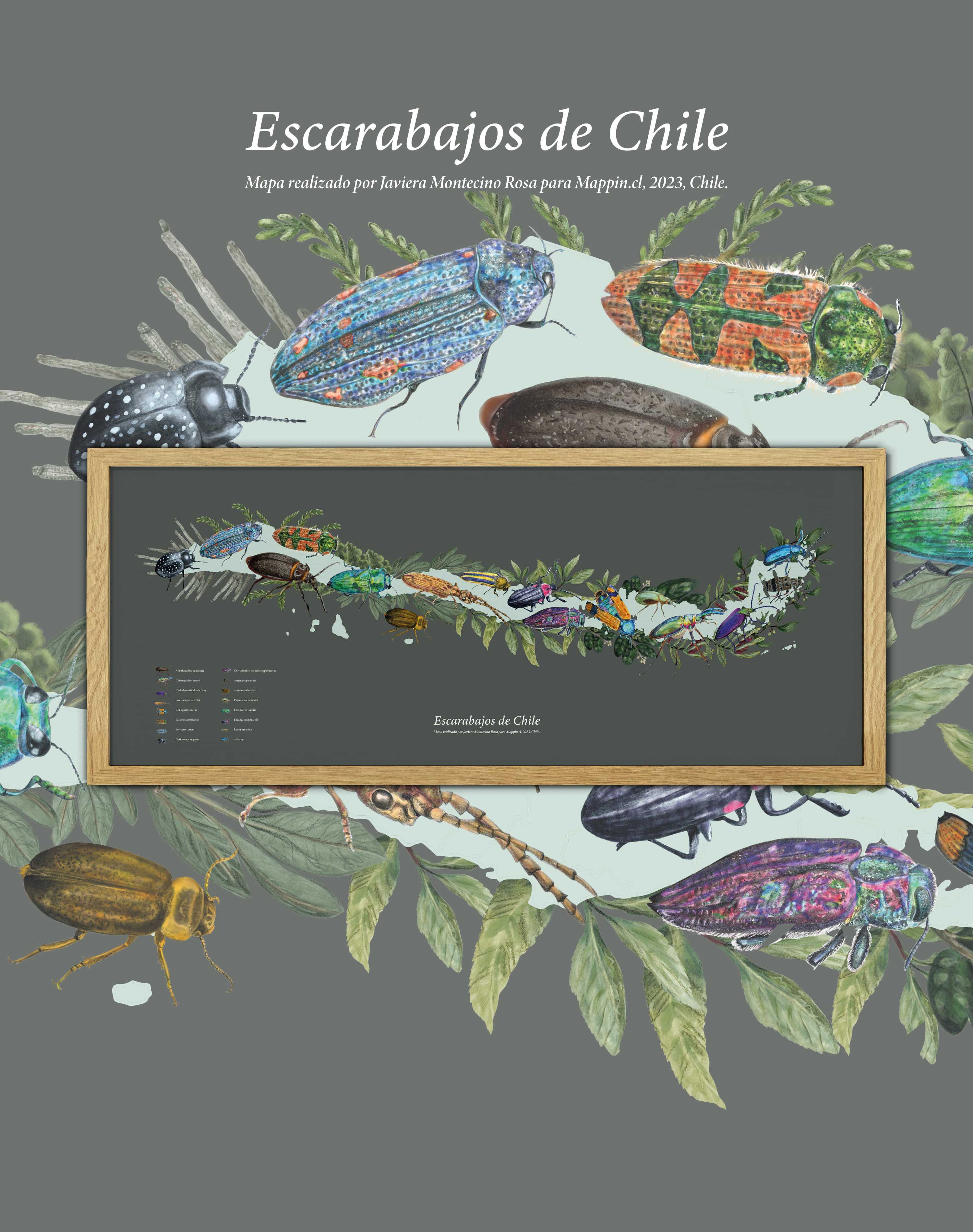 Mapa de Escarabajos de Chile - Enmarcado