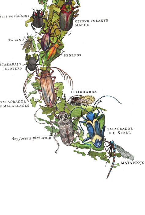 Insectario de Chile - Lámina - Mappin
