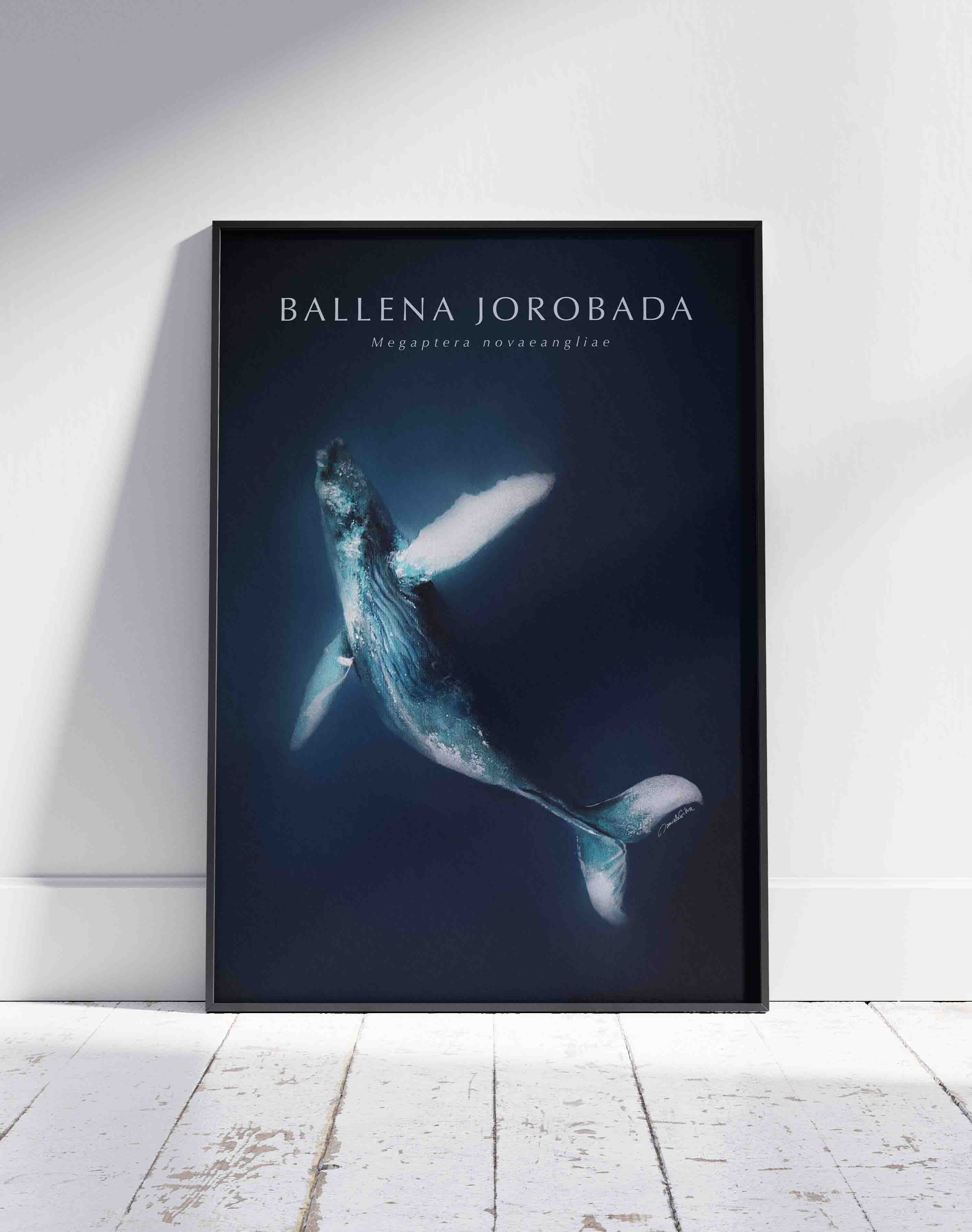 Poster Ballena Jorobada - Enmarcado