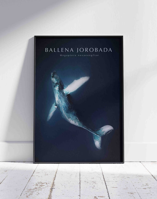 Poster Ballena Jorobada - Lámina - Mappin